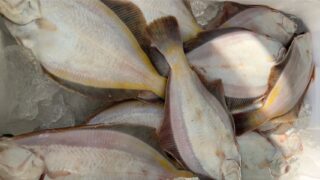 11/7(金)
📢本日の特売情報📢
✨北海道産✨【真カレイ】がなんと‼️
🌸1枚 税込150円🌸
数量限定ですのでお早めに💨
脂のりがよく、煮つけにも唐揚げにもぴったり🐟
家族みんなが喜ぶおかずにどうぞ💛
🕚販売開始:11時から!
#特売
#真カレイ
#北海道産
#おうちごはん
#夕食のヒント
#主婦の味方
#魚屋の日替わり
#さかなやマルカ