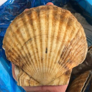 11/14(金)
✨本日の超目玉✨
北海道産《超特大!貝ホタテ》が入荷しました🫶🐚
ここまで大きいホタテは…本当に“入手困難”なんです‼️
ぷりっぷりの身はお刺身でもバター焼きでも最高✨
いつもの食卓がちょっと特別に💕
📌税込550円
📌限定55枚
🕚 11:00〜販売スタート
売り切れ必至ですのでお早めにどうぞ😊
#貝ホタテ
#超特大
#本日の目玉商品
#北海道産
#入手困難
#バター焼き
#お刺身