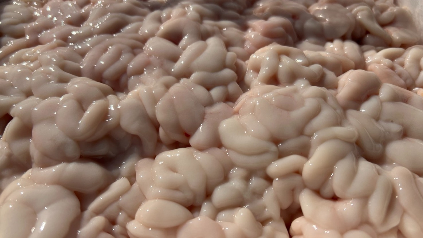 11/15(土)

📣本日限定特売📣
北海道産 鱈白子 🐟

🛒1パック200g → 税込800円 💰
⏰販売開始：11時〜

冬の味覚❄️ 今がチャンス✨
鍋🍲や焼き物🔥にぴったり！

数量限定なのでお早めに💨

#鱈白子 
#北海道産 
#冬の味覚 
#鍋料理 
#焼き物 
#特売 
#数量限定 
#主婦おすすめ 
#おうちごはん 
#食材 
#旬の食材 
#お買い得 
#鮮魚 
#新鮮