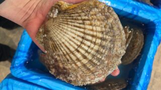 12/26(金)

🉐本日の特売🉐
✨北海道産【特大ホタテ】
👉 1枚 税込 500円

✨青森県産【鱈白子】
👉 1パック 税込 1,000円

新鮮さが違います！
焼いても◎ お鍋にも最高🍲
⏰ 11時から販売開始
※売り切れ次第終了です！

#本日の特売
#特大ホタテ
#鱈白子