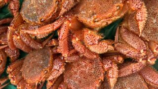 2/13(金)

本日の特売のお知らせです😊

🦀 岩手県産 ボイル毛蟹（約380g）
1杯 【税込1,500円】
※8杯限定

🐟 長崎県産 養殖本鮪 8カン
1パック 【税込800円】

🦑 兵庫県産 ボイルホタルイカ 50g
1パック 【税込300円】

今日はちょっとごちそうにしませんか？✨毛蟹は食卓が一気に華やかになりますよ。本鮪やホタルイカも、夕飯の一品にぴったりです。無くなり次第終了です。本日11時からお待ちしております😊

#ボイル毛蟹
#本鮪
#ボイルホタテ