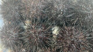 2/21(土)
📣✨本日の特売✨📣
🕚11時スタート‼️数量限定です‼️
🌊岩手県産 殻付きウニ
👉1個【税込150円】
🐟岩手県産 特大いわし
👉1本【税込200円】
🍲手作りぶり大根
👉1パック【税込700円】
🐟手作りいわしみそ煮
👉1パック【税込500円】
🍶宮城県産 赤なまこ酢
👉1パック【税込500円】
🦪北海道産 つぶ刺し
👉1パック 【税込700円】
本日も“旬と手作り”揃えてます✨
無くなり次第終了です‼️
お早めにどうぞ🙌
#特売
#本日のおすすめ
#岩手県産
#宮城県産
#北海道産