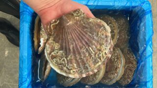 3/7(土)
📣本日の特売情報📣
11時から販売スタート！

🐚北海道産 特大貝ホタテ
1枚　【税込500円】

🐟宮城県石巻産 真いわし
1本　【税込80円】

🦐北海道産 甘エビ唐揚げ
1パック　【税込300円】

🌊岩手県産 特大ホヤ
1個　【税込350円】

どれも数量限定です！
お早めにどうぞ😊

#ホタテ 
#いわし 
#ホヤ 
#甘エビ 
#まるか食堂