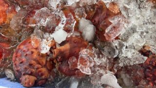 4/9(木)
今日は見逃し厳禁🔥
15時スタート!3時間限定特売
\本日の目玉はこちら👇/
・岩手県産 特大ホヤ 350円(税込)
・宮城県産 鉢マグロメンチ 150円(税込)
・宮城県産 鉢マグロ山かけ 500円(税込)
新鮮な海の幸を、この価格で出せるのは今日だけ!
数量限定なのでお早めに🏃♂️
夕飯の一品にも、おつまみにも最高です◎
#本日の特売
#岩手グルメ
#宮城グルメ
#ホヤ好き