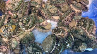 4/10(金)
🐟本日のお楽しみ🐟
11時スタート!!
・韓国産 養殖あわび(100〜110g)
👉1個 税込500円
・中国産 うなぎ串(100g)
👉1串 税込350円
・岩手県産 特大ホヤ
👉1個 税込300円
魚屋だからできる、この価格。
数量限定・なくなり次第終了です⚠️
早い時間が狙い目です🔥
ご来店お待ちしております!
#まるか食堂
#魚屋の定食
#数量限定
#海鮮好きと繋がりたい