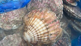 4/18(土)

＼本日の特売🔥／
⏰11:00スタート

✅北海道産 貝ホタテ
👉1枚【 税込200円】

✅岩手県産 特大ホヤ
👉1個【税込300円】

✅北海道産 ミンク鯨刺身
👉1パック【税込500円】

✅宮城県産 白魚かき揚げ(2個入り)
👉1パック【税込300円】

✅宮城県産 塩釜天然本鮪
👉1パック【税込500円】

どれも数量限定⚡
お早めにどうぞ♪

#特売 
#鮮度勝負 
#魚屋 
#本鮪 
#ホタテ