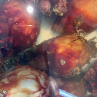6/5(金)
📢 本日11時より販売!
🌊 特大ホヤ 1個 250円
🐚 磯つぶ煮 1パック 500円
🔥刺身は全て 半額🔥
特大ホヤは食べ応え抜群✨
磯つぶ煮はそのままおつまみにも、ご飯のおかずにもおすすめです😋
気になる方はお早めにどうぞ!
#特大ホヤ
#磯つぶ煮
#海の幸
#まるか食堂
#鮮魚