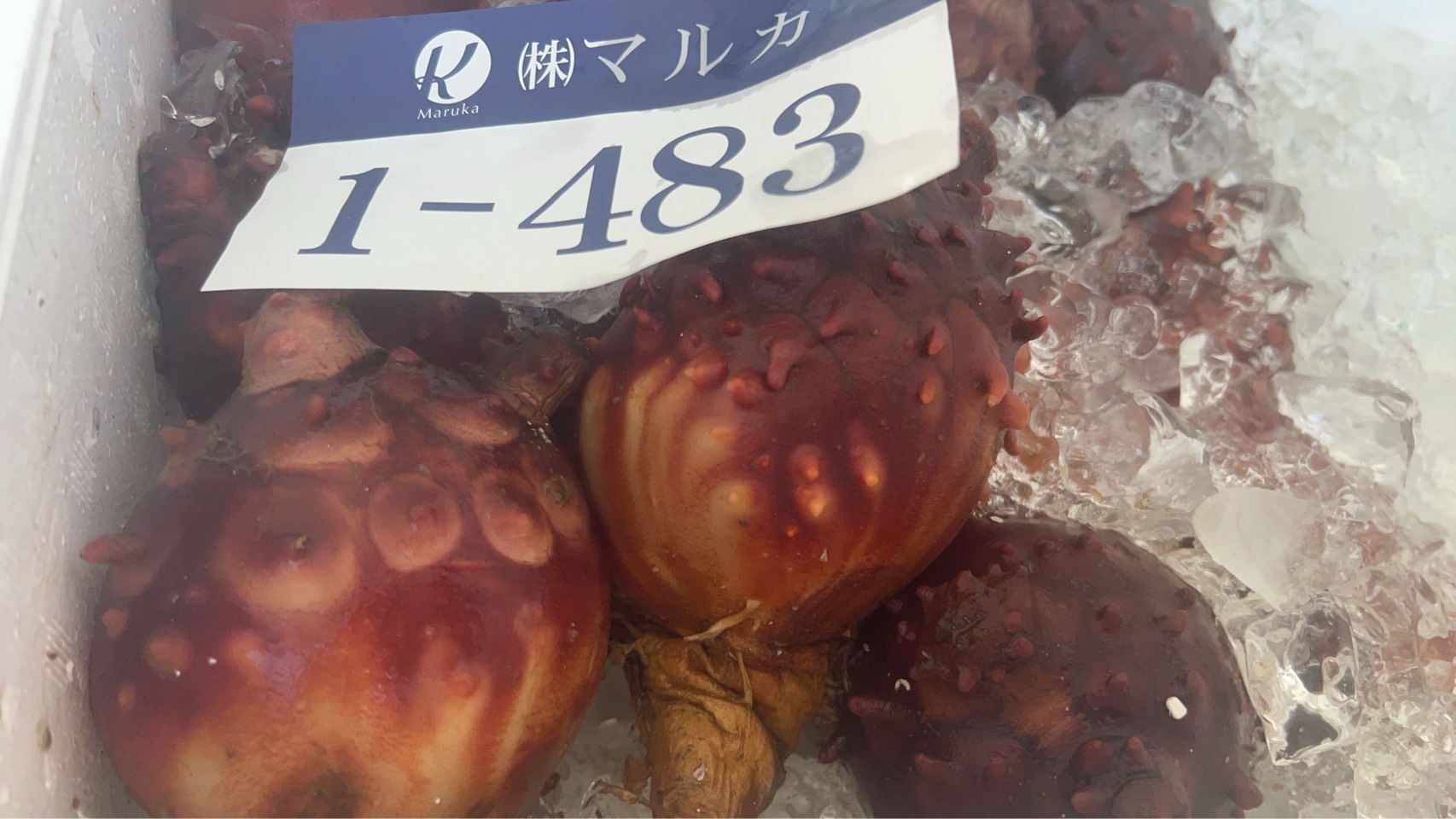 📢本日の特売📢
⏰11時から販売スタート!
🌊ホヤ
1個 150円
今が旬のホヤ!
磯の香りと独特の旨みをぜひお楽しみください😊
数量限定ですのでお早めに!
#ホヤ
#旬の味覚
#特売
#鮮魚
#魚屋