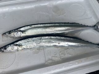 🔥本日11時スタート!さかなやマルカ特売🔥
旬の味覚をお買い得価格でご用意しました🐟✨
\ 北海道産 (大)秋刀魚 /
🐟 1本 150円
お一人様10本まで!
\ 宮城県産 ムキ殻付きうに /
🌊 1個 300円
お一人様10個まで!
秋の味覚・秋刀魚がこの価格😍
さらに、宮城県産うにもお買い得です✨
どちらも数量限定!
なくなり次第終了となりますので、
ぜひお早めにお越しください🏃♀️💨
📣本日11時より販売開始です!
#さかなやマルカ
#本日限定
#数量限定
#秋刀魚
#さんま