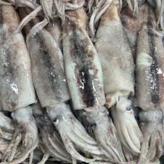 🦑✨ 本日11時から販売！✨🦑

＼ スルメイカがお買い得‼️ ／

🔥 スルメイカ 1杯 200円！ 🔥

お刺身や煮付け、イカ焼きなど
いろいろなお料理に大活躍！😋

今夜のおかずにいかがですか？✨

📍 さかなやマルカ
⏰ 11時から販売！
💰 1杯 200円

皆さまのご来店をお待ちしております🐟💕

#さかなやマルカ #スルメイカ #イカ料理 #鮮魚店 #本日のお買い得 #お魚好き
